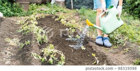 Woman watering young cabbage from a watering can Woman watering young cabbage from a watering can 98319398