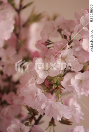 Sakura 0267 Sakura 0267 98319606