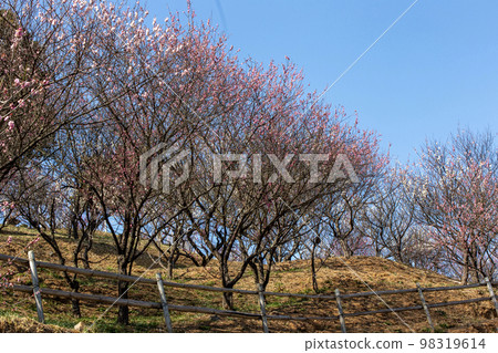 Bairin's spring Bairin's spring 98319614