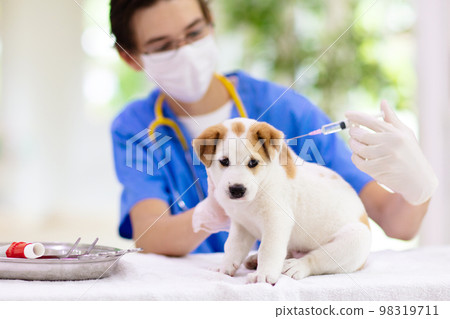 Vet examining dog. Puppy at veterinarian doctor. Vet examining dog. Puppy at veterinarian doctor. 98319711