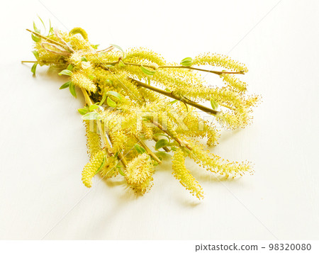 Weeping willow on white 98320080