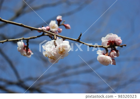 Plum blossom Plum blossom 98320323