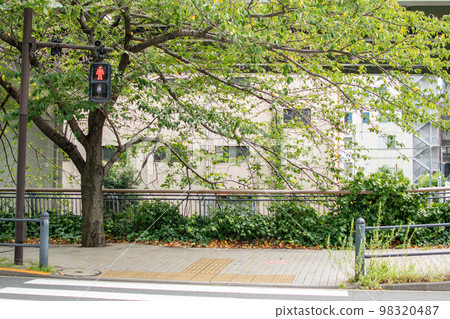 Row of cherry blossom trees along the Nihonbashi River / Chiyoda Ward, Tokyo 98320487