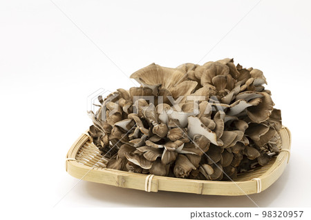 白色背景方形漏勺中放置的舞茸 白色背景方形漏勺中放置的舞茸 98320957