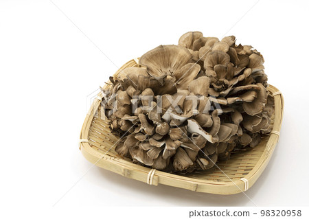 白色背景方形漏勺中放置的舞茸 白色背景方形漏勺中放置的舞茸 98320958