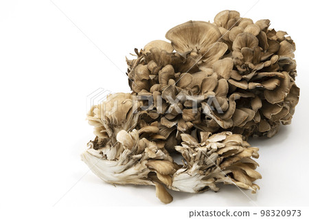 white background maitake 98320973