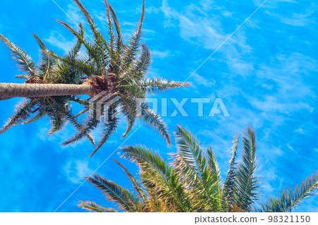 Beautiful green palm trees against the blue sky. Beautiful green palm trees against the blue sky. 98321150