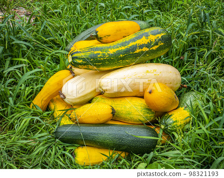 The harvested vegetable marrow lies on the green grass. The harvested vegetable marrow lies on the green grass. 98321193