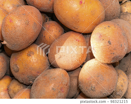 Harvested potatoes on a heap in sunlight. 98321215