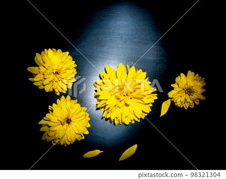 Yellow dahlia flowers on a black background. Yellow dahlia flowers on a black background. 98321304