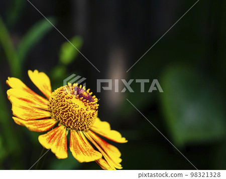 Closeup of a garden flower of helenium in bloom. 98321328