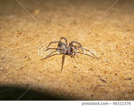 A brown spider is crawling on a wooden table. A brown spider is crawling on a wooden table. 98321376
