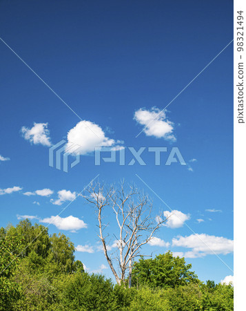 Dry wood on a background of blue sky with white clouds. 98321494