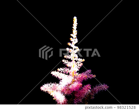 Pink flower in the sunshine on a black background. Pink flower in the sunshine on a black background. 98321528
