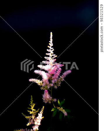 Pink flower in the sunshine on a black background. Pink flower in the sunshine on a black background. 98321529