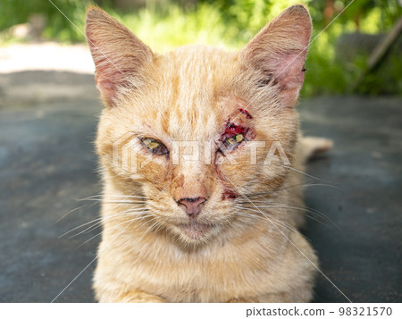 Red cat with a damaged eye in a fight. Red cat with a damaged eye in a fight. 98321570