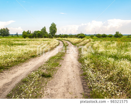 A dirt road through a field with daisies. A dirt road through a field with daisies. 98321575
