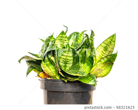 Indoor green sansevieria flowerpot in a pot. Indoor green sansevieria flowerpot in a pot. 98321625