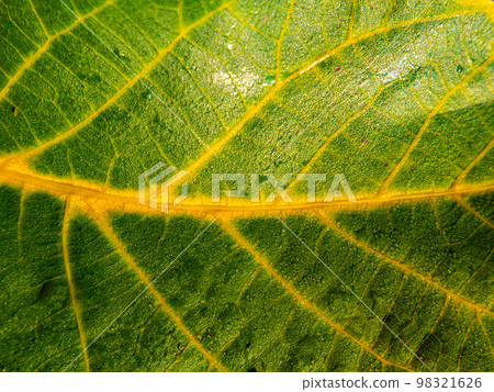 A closeup of the texture of a walnut tree leaf. 98321626