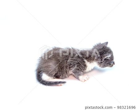 Little gray kitten on a white background. 98321696