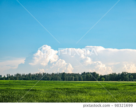 Green shoots of a winter farm field against a blue sky. 98321699