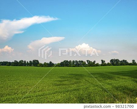 Green shoots of a winter farm field against a blue sky. 98321700
