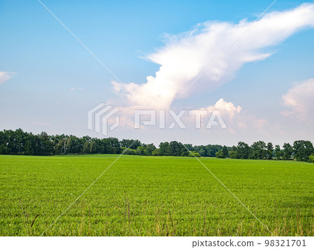 Green shoots of a winter farm field against a blue sky. Green shoots of a winter farm field against a blue sky. 98321701