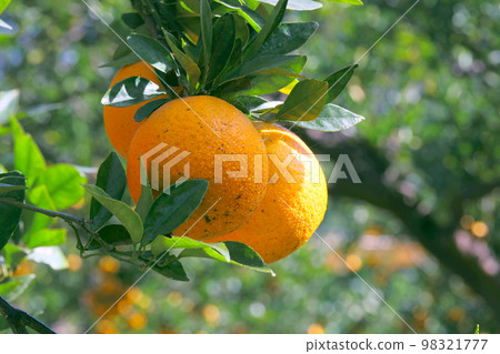 Citrus fruits, citrus fruit, water fruit, citrus tree, past years, orchards, citrus fruits, mandarin oranges, fruits, orange trees, New Year holidays, orchards, Citrus fruits, citrus fruit, water fruit, citrus tree, past years, orchards, citrus fruits, mandarin oranges, fruits, orange trees, New Year holidays, orchards, 98321777