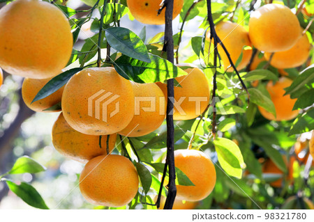 柑橘類水果,柑橘類水果,水生水果,柑橘樹,往年,果園,柑橘類水果,橘子,水果,橙樹,元旦,果園, 柑橘類水果,柑橘類水果,水生水果,柑橘樹,往年,果園,柑橘類水果,橘子,水果,橙樹,元旦,果園, 98321780