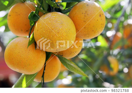 柑橘類水果，柑橘類水果，水生水果，柑橘樹，往年，果園，柑橘類水果，橘子，水果，橙樹，元旦，果園， 98321788