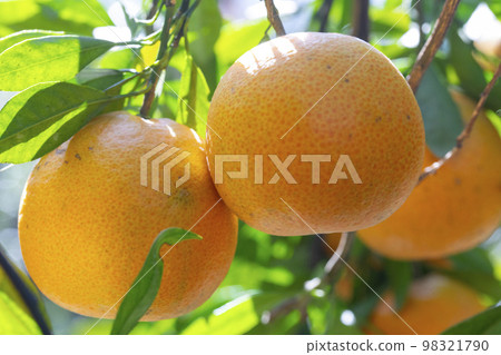 柑橘類水果，柑橘類水果，水生水果，柑橘樹，往年，果園，柑橘類水果，橘子，水果，橙樹，元旦，果園， 98321790
