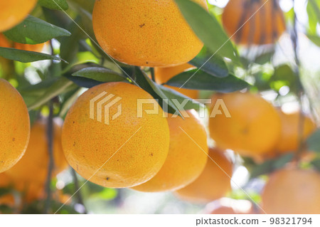 柑橘類水果，柑橘類水果，水生水果，柑橘樹，往年，果園，柑橘類水果，橘子，水果，橙樹，元旦，果園， 98321794