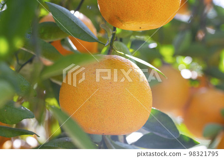 柑橘類水果，柑橘類水果，水生水果，柑橘樹，往年，果園，柑橘類水果，橘子，水果，橙樹，元旦，果園， 98321795