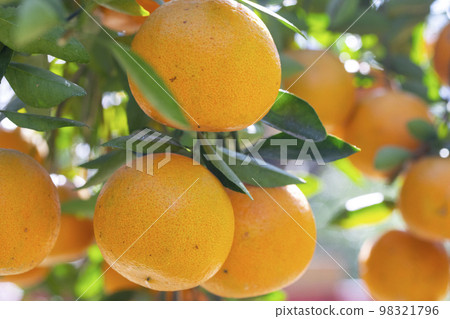 Citrus fruits, citrus fruit, water fruit, citrus tree, past years, orchards, citrus fruits, mandarin oranges, fruits, orange trees, New Year holidays, orchards, 98321796
