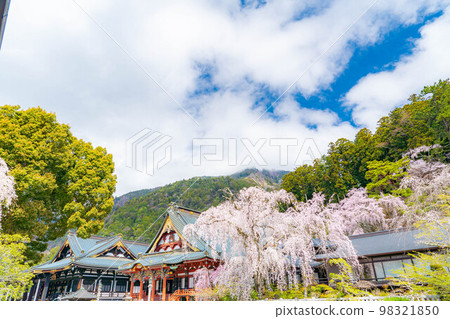 [Sakura material] Weeping cherry tree at Mt. Minobu Kuonji [Yamanashi Prefecture] 98321850