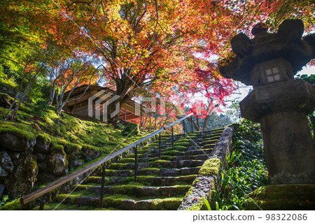 Autumn leaves and moss in Hakuryuen (Kyoto) 98322086