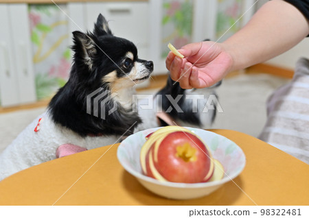 Two Chihuahuas eating their favorite apple Two Chihuahuas eating their favorite apple 98322481