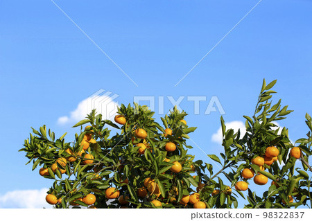 Orange garden 98322837