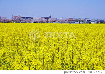 油菜花和櫻花，日本奈良縣橿原市藤原宮遺址油菜花花園 98323742