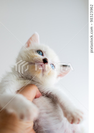 小貓4週齡受保護的貓 98323962