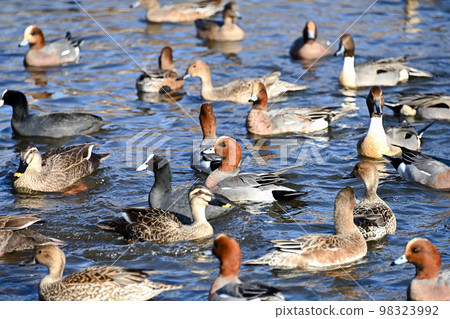 鴨群 鴨群 98323992