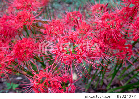 Cluster amaryllis blooming in the park Cluster amaryllis blooming in the park 98324077