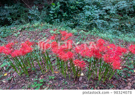 Cluster amaryllis blooming in the park Cluster amaryllis blooming in the park 98324078
