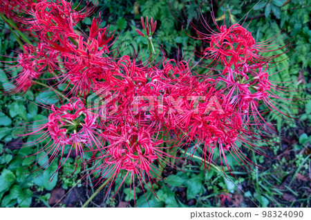 群集孤挺花盛開在公園裡 群集孤挺花盛開在公園裡 98324090