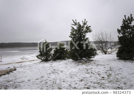 Young pine trees on the bank of a winter river 98324373