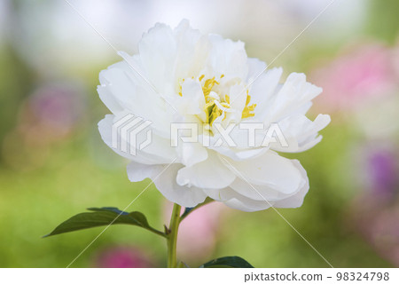 White peony flowers are blooming in the peony garden. The name of this peonies is Karl Rosenfield. White peony flowers are blooming in the peony garden. The name of this peonies is Karl Rosenfield. 98324798