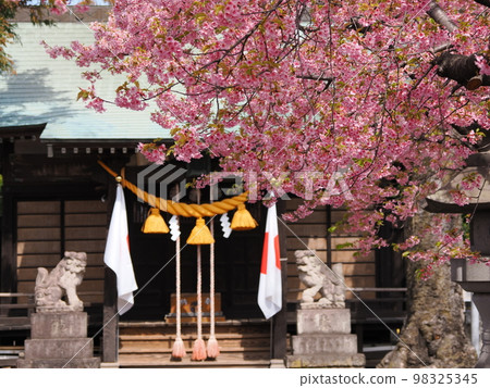 Sakura Kawazu (Maebashi Eda Kagami Shrine) Sakura Kawazu (Maebashi Eda Kagami Shrine) 98325345