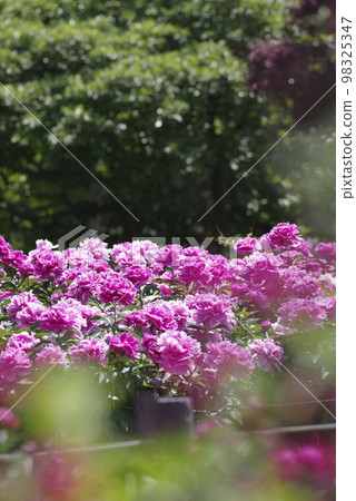 Pink peonies are in bloom in the peony garden. The name of this peony is Sarah Bernhardt. Pink peonies are in bloom in the peony garden. The name of this peony is Sarah Bernhardt. 98325347
