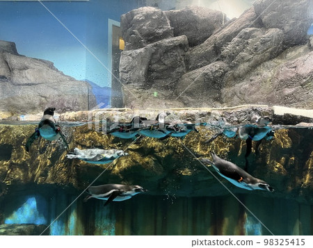 Asamushi Aquarium Humboldt Penguin Asamushi Aquarium Humboldt Penguin 98325415