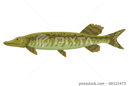 Fish sorts or types. Freshwater fish. Hand-drawn color illustration of inland fish. Commercial fish specie 98325473